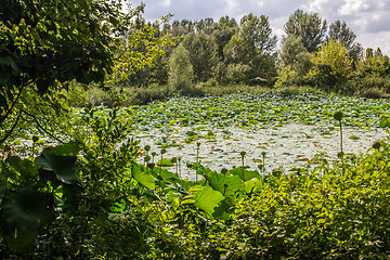 Image showing Lotus green area pond