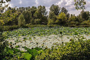 Image showing Lotus green area pond