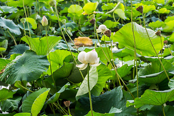 Image showing Lotus green area pond