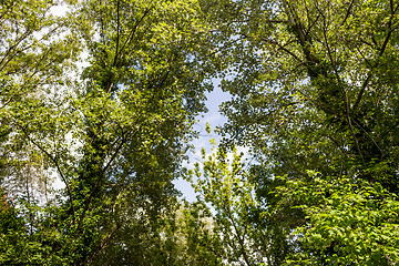 Image showing green leaves