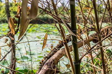 Image showing Woven branches wall