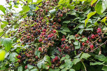 Image showing Red and black blackberries