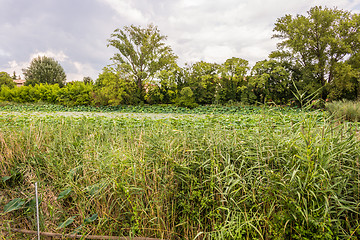 Image showing Lotus green area pond