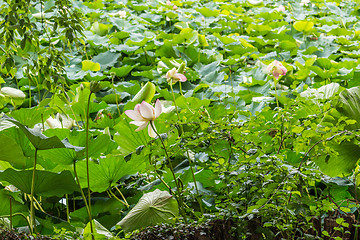 Image showing Lotus green area pond