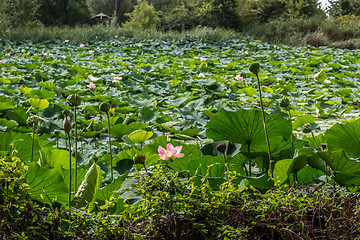 Image showing Lotus green area pond