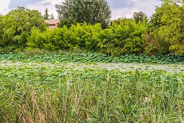 Image showing Lotus green area pond