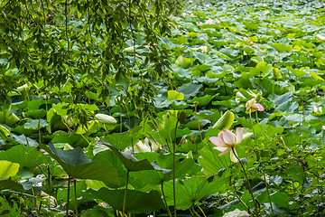 Image showing Lotus green area pond