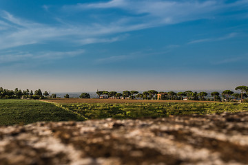 Image showing Weeds on green view