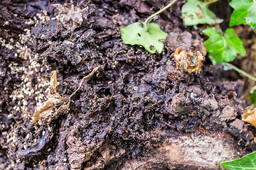 Image showing Ant colonies in anthill