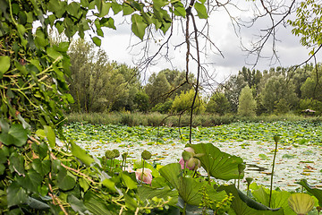 Image showing Lotus green area pond