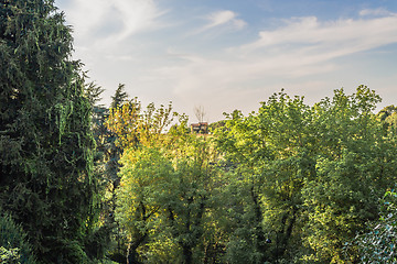 Image showing Weeds on green view