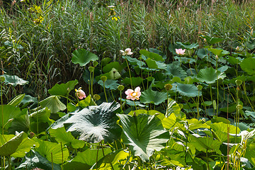 Image showing Lotus green area pond