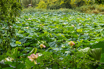 Image showing Lotus green area pond