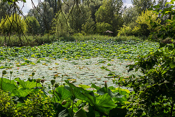 Image showing Lotus green area pond