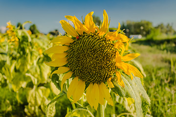 Image showing Field of yellow sunflowers 