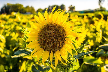 Image showing Field of yellow sunflowers 