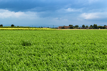 Image showing Cultivated fields 