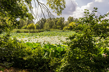 Image showing Lotus green area pond