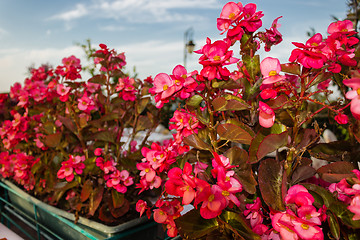 Image showing Begonia succulent flowers