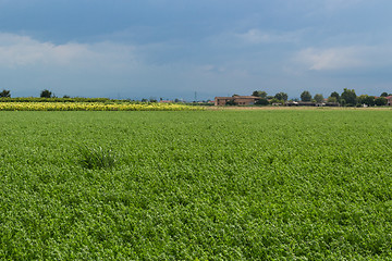 Image showing Cultivated fields 