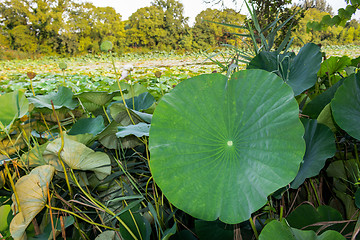 Image showing Lotus green area pond