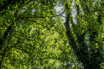 Image showing Green leaves 