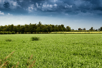 Image showing Cultivated fields 