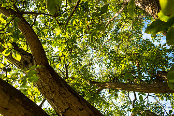 Image showing Green leaves 