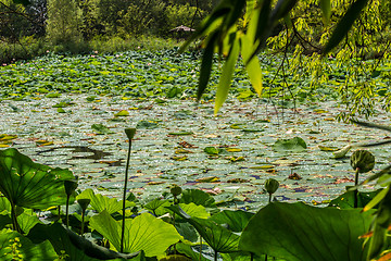 Image showing Lotus green area pond