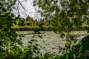 Image showing Lotus green area pond