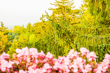 Image showing Weeds on green view