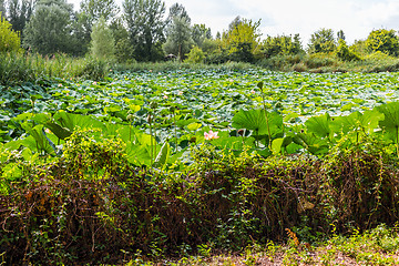 Image showing Lotus green area pond