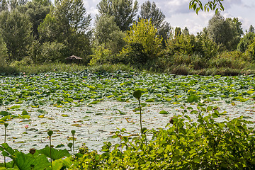 Image showing Lotus green area pond