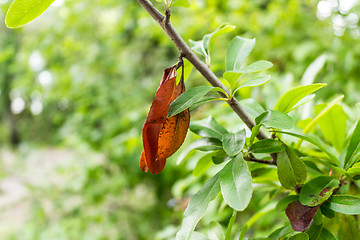 Image showing Orange and green leaves