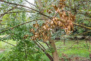 Image showing Dry leaves on Yellow lichen 