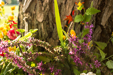 Image showing Votive flowers under a tree