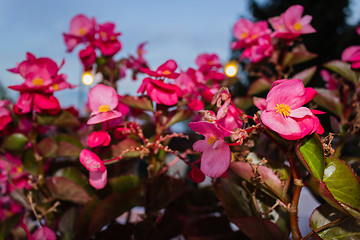 Image showing Begonia succulent flowers
