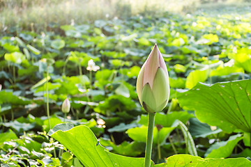 Image showing Lotus green area pond