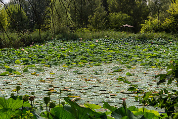 Image showing Lotus green area pond