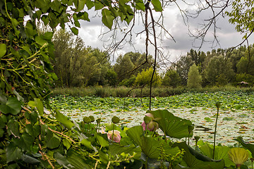 Image showing Lotus green area pond