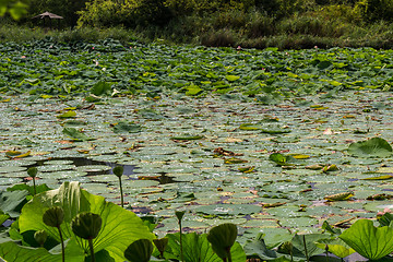 Image showing Lotus green area pond