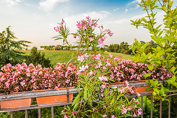 Image showing Weeds on green view