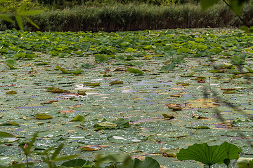 Image showing Lotus green area pond