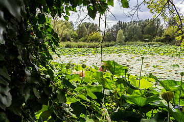 Image showing Lotus green area pond