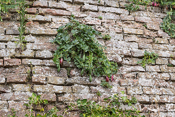 Image showing Medieval brick walls