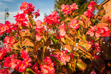 Image showing Begonia succulent flowers