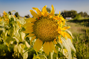 Image showing Field of yellow sunflowers 