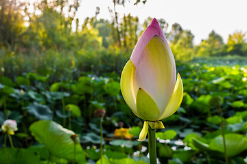 Image showing Lotus green area pond