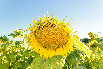 Image showing Field of yellow sunflowers 