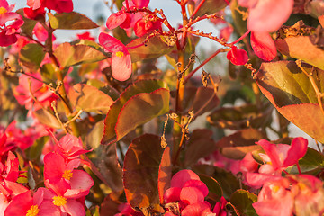 Image showing Begonia succulent flowers